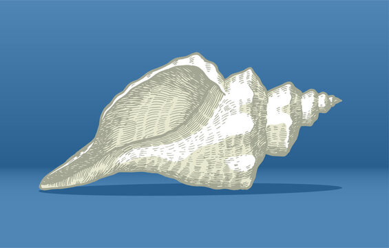 Seashell hand drawn vector illustration isolated