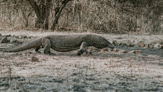 Komodo National Park UNESCO World Heritage Site, Flores island