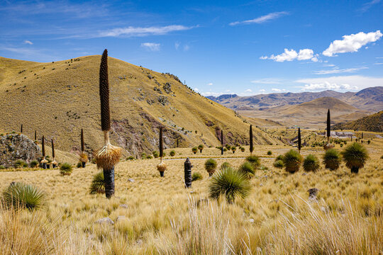 Puno, Peru - Puya raimondii (Queen of the Andes) bromeliads in the Andes mountains