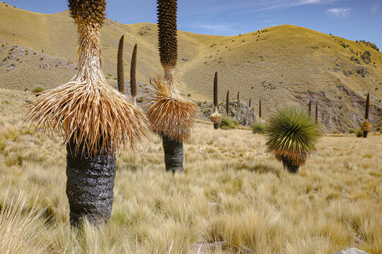 Puno, Peru - Puya raimondii (Queen of the Andes) bromeliads in the Andes mountains