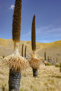 Puno, Peru - Puya raimondii (Queen of the Andes) bromeliads in the Andes mountains