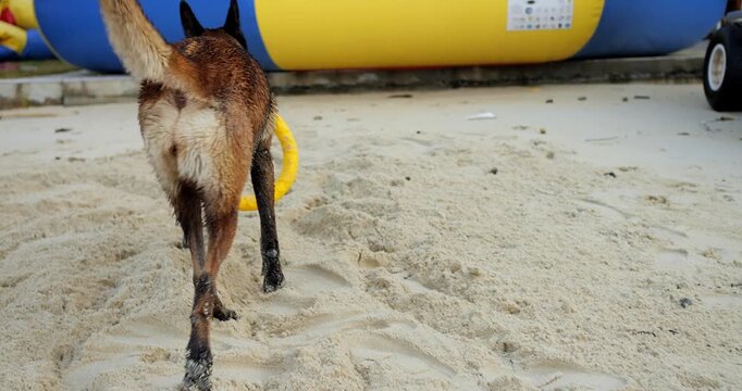 Canine investigates lively beach scene. Active dog interacts with beach toys amidst vibrant summer ambiance. Energetic Malinois engages with floating toys in colorful seaside setting during summer