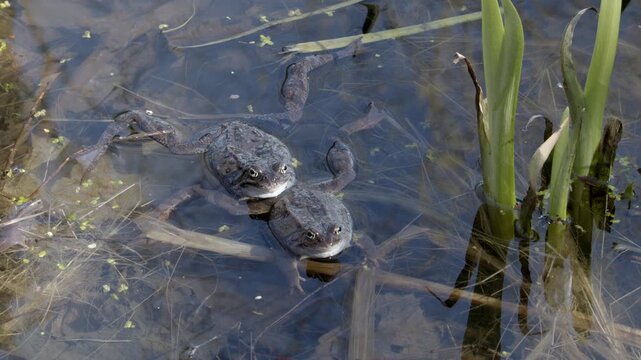 European common frogs (Rana temporaria), also widely known simply as common frogs or grass frogs, surrounded by their freshly laid frog spawn in a shallow wetland environment in spring, Niskala, Helsi