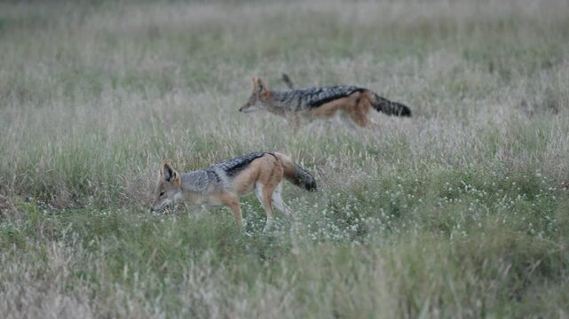  A pair of black-backed jackals on the move