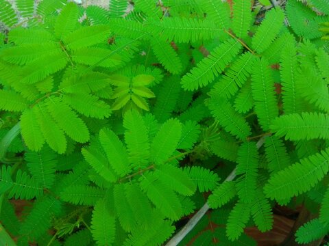 Sensitive Plant Leaves Close Up