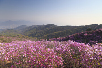 Fototapeta premium 진달래,고려산,강화군,인천