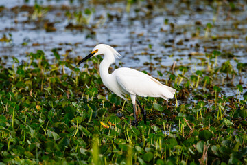 Obraz premium Snowy egret egret walking in marsh vegetation