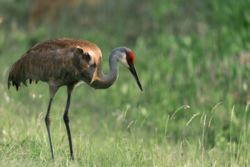 Naklejka premium Adult sandhill crane in Orlando wetland park
