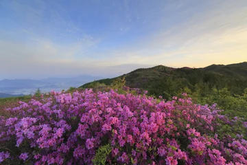 철쭉,바래봉,지리산,남원시,전북 © JinChang