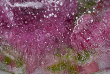 Pink Flower Petals Frozen in Ice Creating Irregular Texture © Anna Hoychuk