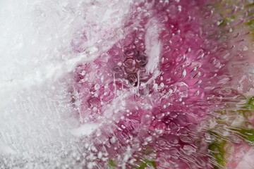 Obraz premium Pink Flower Petals Frozen in Ice Creating Irregular Texture