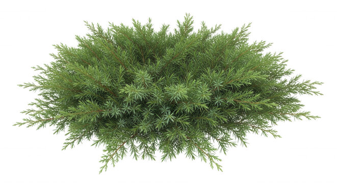 Top-down view of a dense, rounded juniper bush with vibrant green needle-like foliage isolated on a solid black background