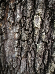 Fototapeta premium Close-up of a natural wooden tree trunk texture with detailed patterns.