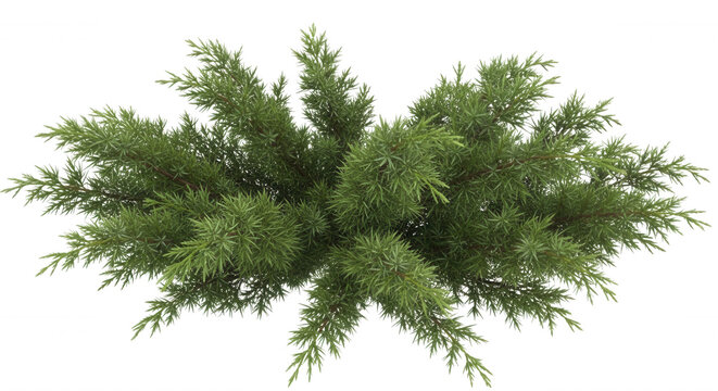 Top-down view of a lush green juniper shrub with dense needle-like foliage isolated on a solid black background, for landscaping