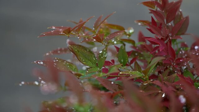 自然, 花, 植える, 赤, サマー, とぶ, 庭, 葉, 植物, 草, マクロ, 木, 季節, ウィルト, 咲く, 全盛期, ブッシュ, クモ, 秋, 茎
