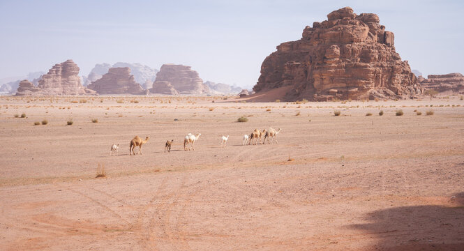 Camels with calves walking through desert landscape with sand and mountains, Tabuk, Saudi Arabia