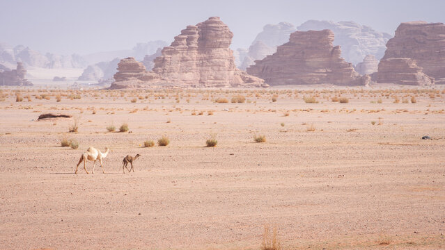 Camel with calf walking through desert landscape with mountains in backdrop, Tabuk, Saudi Arabia