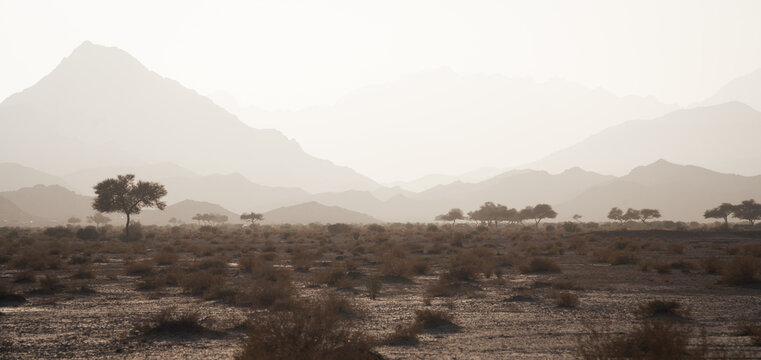 Dry desert landscape with scarce foliage and high mountains in backdrop, Tabuk, Saudi Arabia