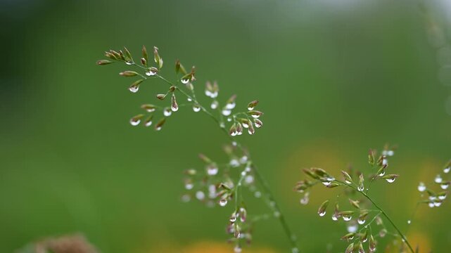 花, 自然, 植える, 美しさ, 葉, サマー, 全盛期, ハーブ, 植物, 咲く, アップ, つぼみ