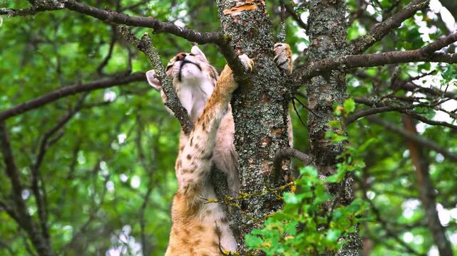 Wild Cougar Cub Climbing a Tree Trunk in the Forest