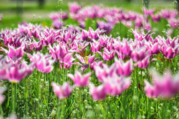 Fototapeta premium Pink tulips on a blurred picturesque background.