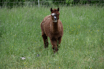 Fototapeta premium alpaka tier natur lama