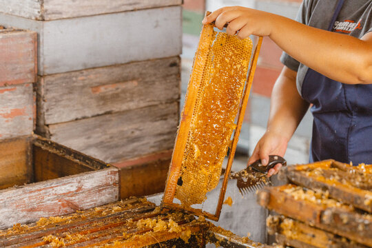 Apicultura familiar con cuadro de abeja lleno de miel 