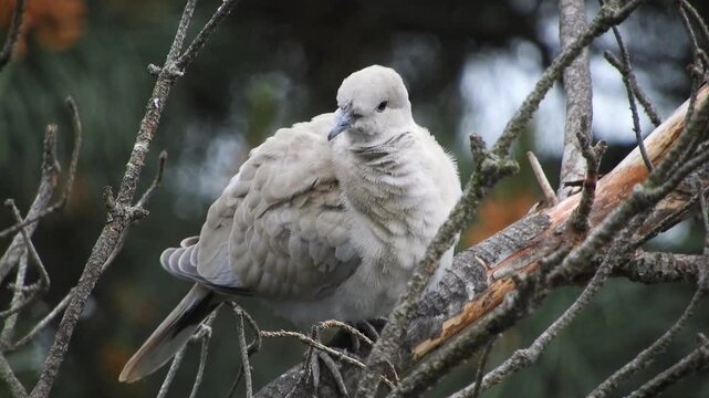 wild bird ringed turtle dove (order pigeons) - profile view, preening its feathers on a spring morning