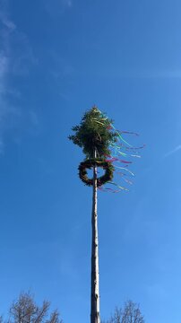 Blue sky with maypole in the spring Bavarian tradition