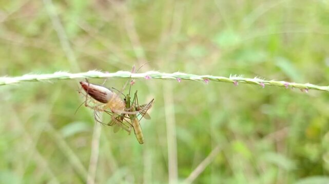 macro photo of a spider eating its prey, a rice stink bug, food chain, pest predator