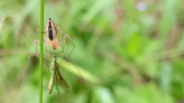 macro photo of a spider eating its prey, a rice stink bug, food chain, pest predator