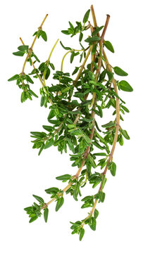 Fresh thyme sprigs with green leaves and transparent background
