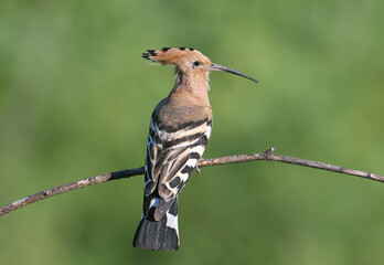 Extreme close-up portrait of a male Eurasian Hoopoe (Upupa epops), isolated on a blurred background. © VOLODYMYR KUCHERENKO