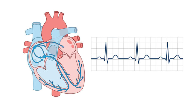 A standard medical diagram of human heart electrical conduction pathways placed next to a basic electrocardiogram signal graph against a clean white professional background.