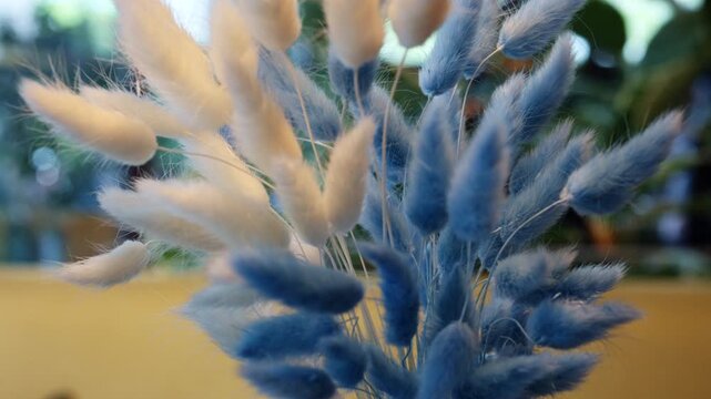 Close up of soft, fluffy dried plants in shades of light blue and beige. The stems are bundled together, with a blurred background creating a shallow depth of field