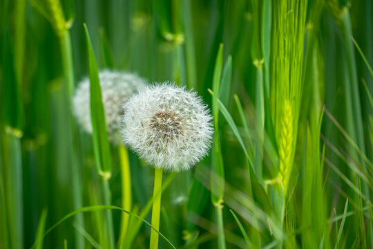 Sie stehen da wie kleine, gl&auml;serne Kunstwerke, gewoben aus den Tr&auml;umen des Fr&uuml;hlings. W&auml;hrend ringsumher das junge Getreide in sattem Smaragdgr&uuml;n in den Himmel schie&szlig;t, bewahrt die Pusteblume ihre gan