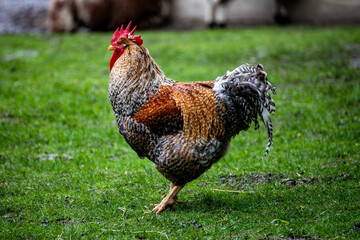Rooster with Red Comb Standing on Meadow © Anja