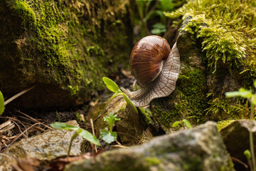 A large grape snail crawls over moss-covered rocks and green shoots. © Ирина Краснова