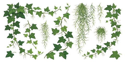 Set of green hanging ivy vines and climbing plant branches with leaves and roots for garden design and decoration © ZenVectors