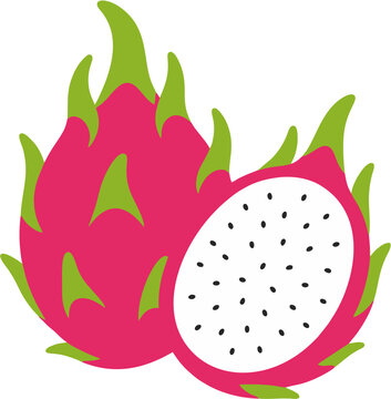 Dragon fruit illustration