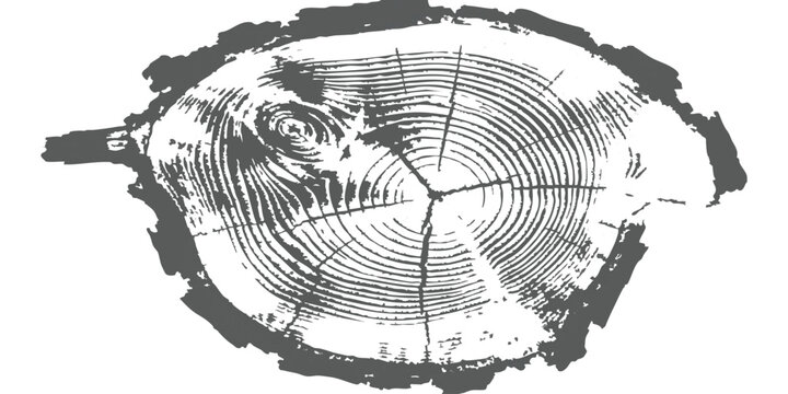 Black and white illustration of a tree trunk cross section showing detailed wood grain rings and rough bark edges