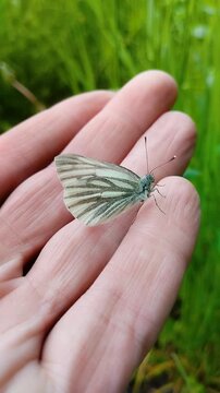 White butterfly sitting on fingers macro shot, Human hand holding delicate butterfly on green background, Harmony with nature concept with butterfly on palm