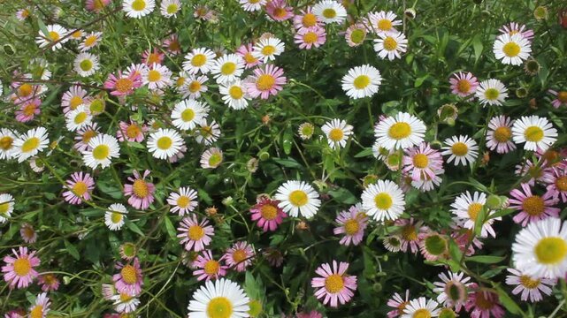 Small wild daisies Erigeron karvinskianus swaying in the gentle breeze