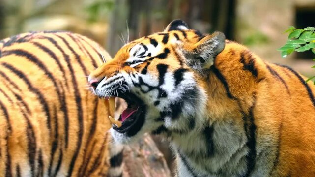 Majestic Tiger Roaring Close-up showing Teeth and Mouth