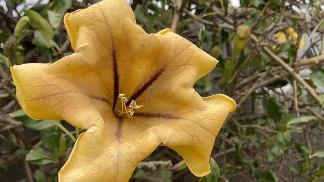 Yellow Cup Of Gold Vine or Solandra maxima flower in the tropical garden of Tenerife, Canary Islands,
Spain. Blooming Golden Chalice Vine plant close up, 4K.