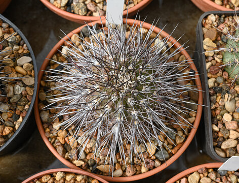 Top view of a cactus of the mammillaria family
