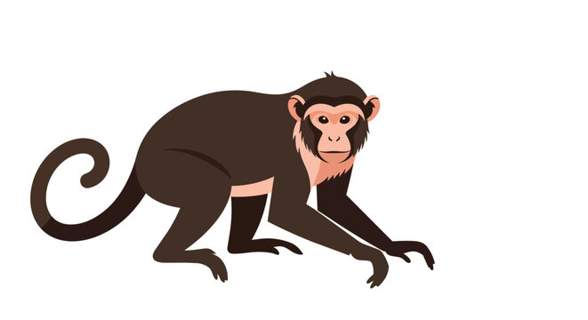 Brown primate monkey illustration isolated on white background