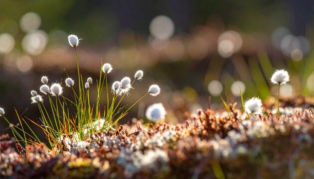 Close-up of cotton grass tufts growing on peat hummock in spring bog