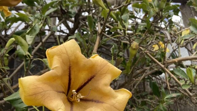 Yellow Cup Of Gold Vine or Solandra maxima flower in the tropical garden of Tenerife, Canary Islands,
Spain. Blooming Golden Chalice Vine plant close up, 4K.