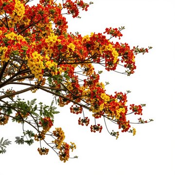 Vibrant Orange and Yellow Flame Tree Blossoms Against White Background